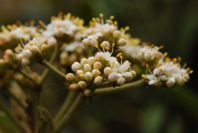 Viburnum rhytidophyllum - kalina vrásčitolistá - pupeny